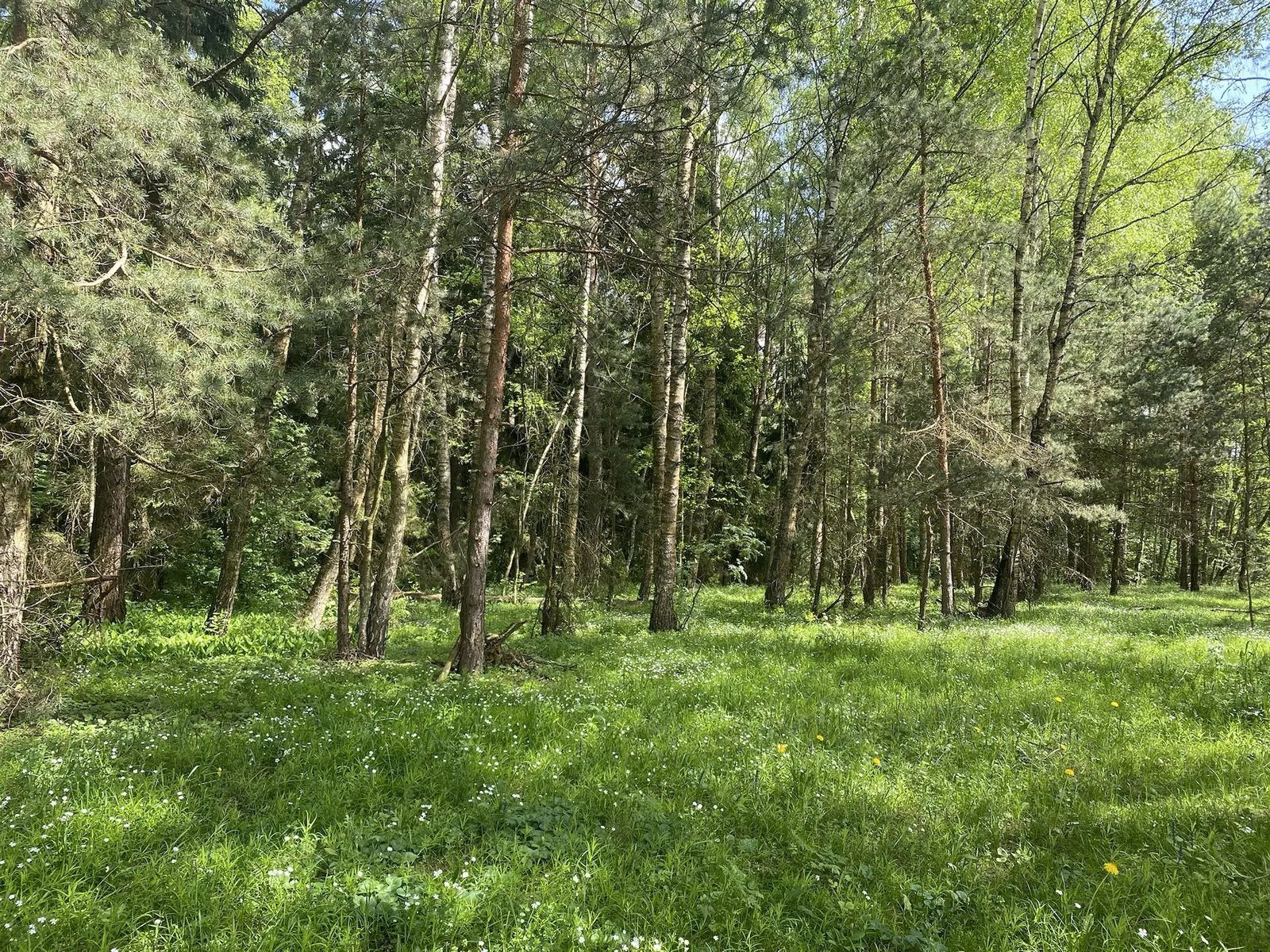 Солнечная лесная поляна